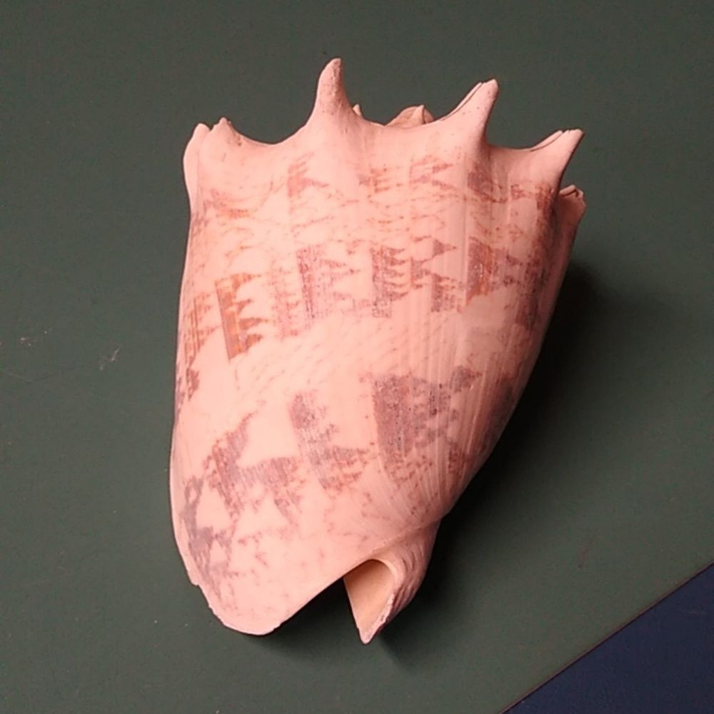 Decorative Seashell with Intricate Patterns - Picture 3 of 6